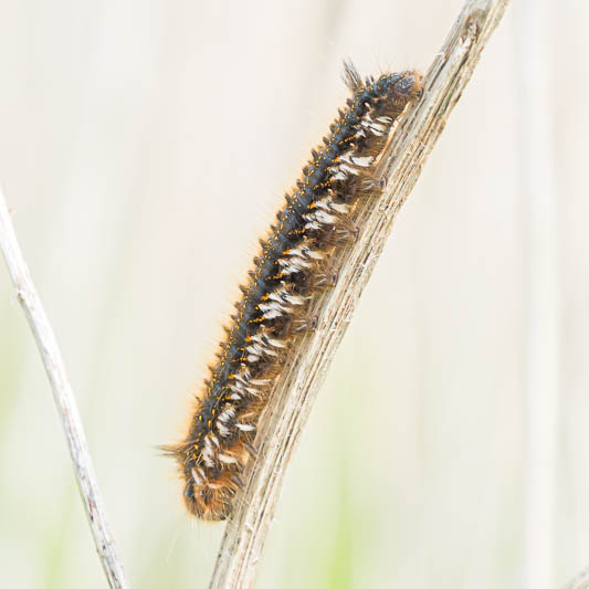 Euthrix potatoria (Drinker).jpg